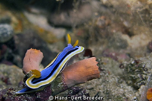 Chromodoris elizabethina 
Bunaken,Sulawesi,Indonesia, 
... by Hans-Gert Broeder 